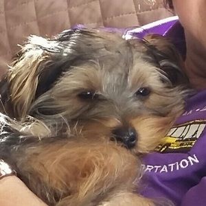 Meet your Posher, Diana